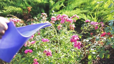 Watering rose bush at sunset Stock Footage 65779167