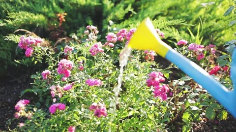 Watering rose bush at sunset Stock Footage 65779247