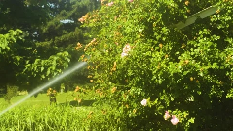 Watering rose Stock Footage 135598154
