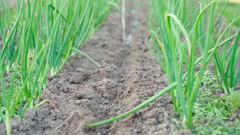 Watering row in garden bed before sowing seeds Stock-Footage 341747592