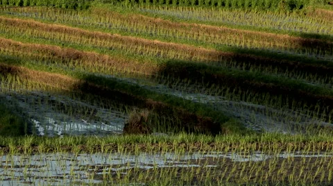 Watering rows of rice plantations Stock Footage 48667833
