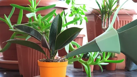 Watering rubber plant, close-up Stock Footage 126897788