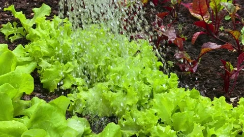 Watering of salad and beetroot seedlings in the garden bed. Earth environment Stock Footage 201443646