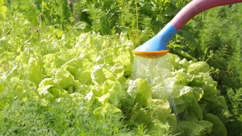 Watering salad in the garden Stock Footage