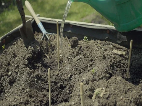 Watering seeded seeds. Vegetable elevated wooden beds. Gardening equipment. Stock Footage 75755595