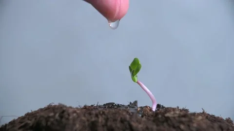Watering a seedling Stock Footage 152812906