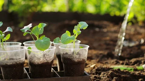 Watering seedlings of cabbage Stock Footage 137857701