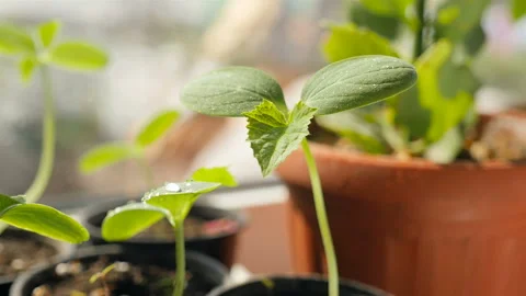 Watering seedlings of cucumbers. Close-up Stock Footage 127652955