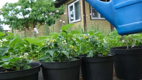 Watering seedlings Stock-Footage 240202296