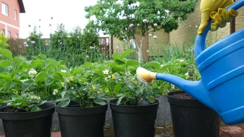 Watering seedlings Stock Footage 240202311