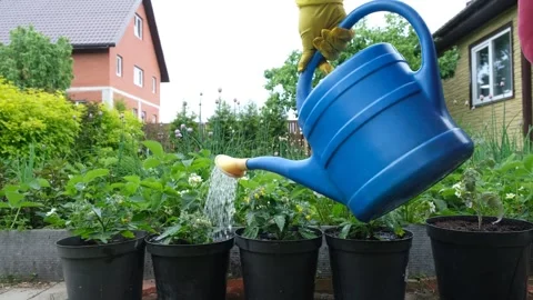 Watering seedlings Stock Footage 240202317