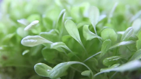 Watering seedlings or micro-greenery. Vegan and healthy eating concept Stock Footage 152770025