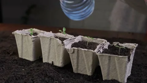 Watering seedlings in a peat pot. Growing plants at home. Stock Footage 228963632