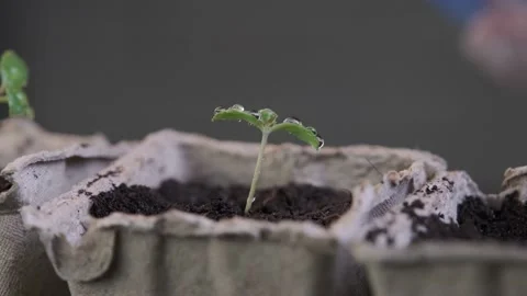 Watering seedlings in a peat pot from a pulverizer. Growing plants at home Stock Footage 228964014