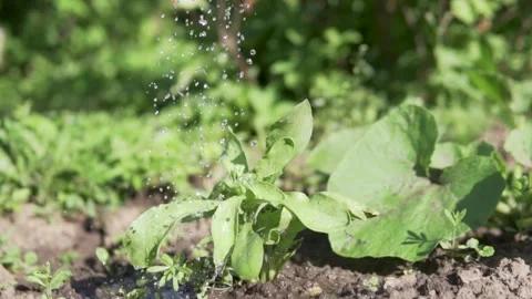 Watering seedlings in the summer on the bed Stock Footage 134681216
