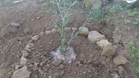 Watering a small olive tree Video stock 148282813