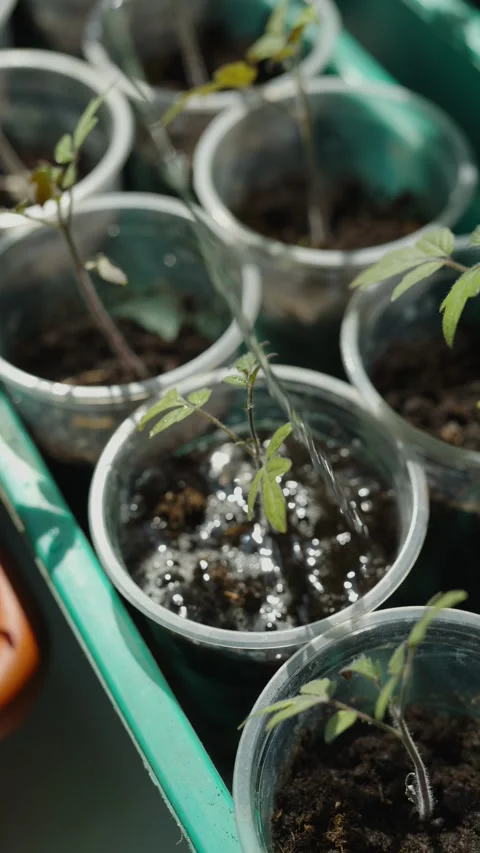 Watering small tomato seedlings in plastic cups with a blue can Stock Footage 333451390