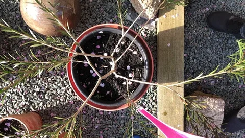 Watering a small tree or sapling in a garden overhead view Video stock 128222347