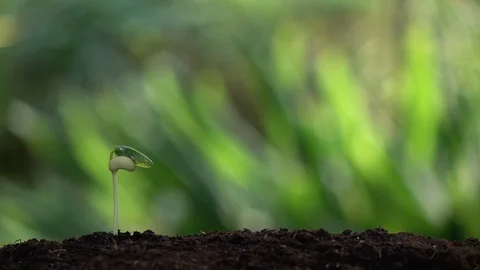 Watering a small tree for save the earth and natural , clean ecology in natural. Stock Footage 93010499