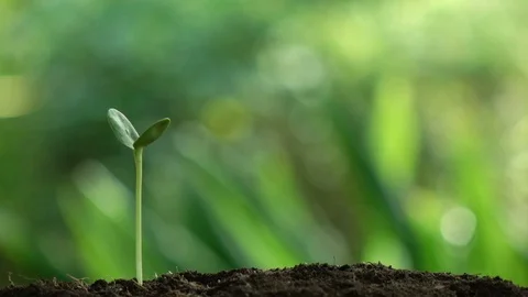 Watering a small tree for save the earth and natural , clean ecology in natural. Stock Footage 93010509