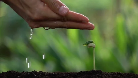 Watering a small tree for save the earth and natural , clean ecology in natural. Stock Footage 93173986