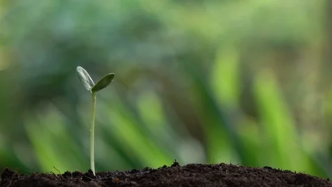 Watering a small tree for save the earth and natural , clean ecology in natural. Stock Footage 93174043