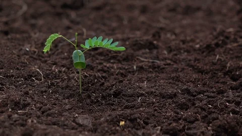 Watering a small tree for save the earth and natural , clean ecology in natural. Stock Footage 93304198