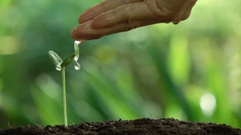 Watering a small tree for save the earth and natural , clean ecology in natural. Stock Footage 93784429