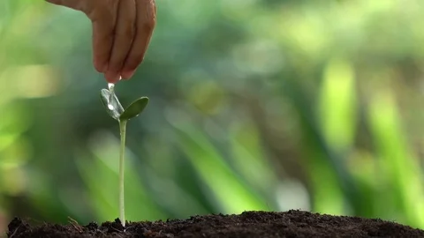 Watering a small tree for save the earth and natural , clean ecology in natural. Stock Footage 93786491