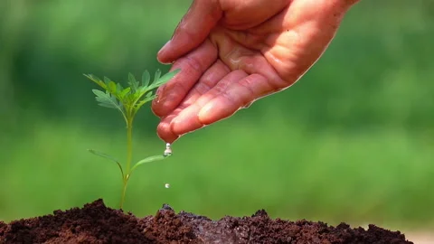 Watering a small tree for save the earth and natural , clean ecology in natural. 库存影片 153014772