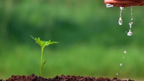 Watering a small tree for save the earth and natural , clean ecology in natural. Stock Footage 153014981
