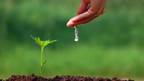 Watering a small tree for save the earth and natural , clean ecology in natural. Stock Footage 153015035