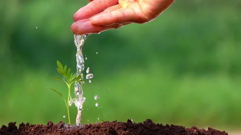 Watering a small tree for save the earth and natural , clean ecology in natural. Stock Footage 153015045