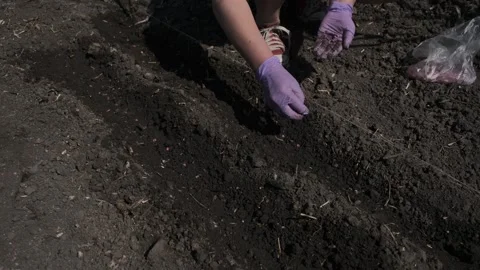 Watering Soil in the Garden Stock Footage 303423677