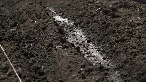 Watering Soil in the Garden Stock Footage 303423679