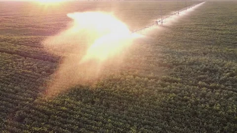Watering soybean field Stock Footage 136785435