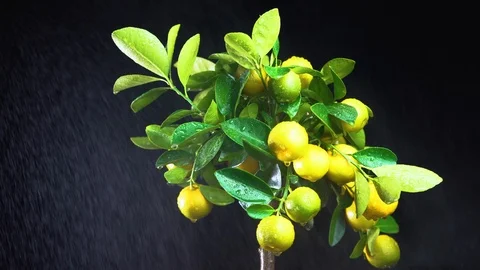 Watering with a spray of citrus tree Stock Footage 126397360