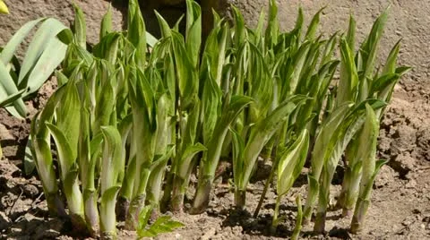 Watering spring flowers buds Stock Footage 10953602