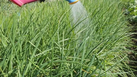 Watering spring onions in the garden Stock Footage 79671114