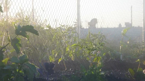 Watering Spring Vegetable Garden Stock Footage 39409552