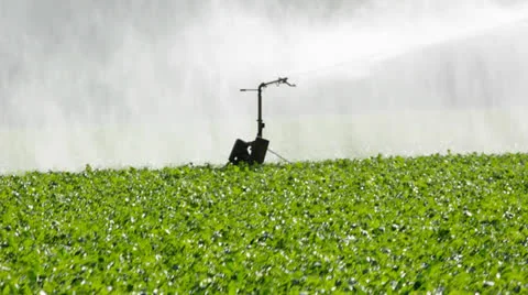 Watering with sprinkler Stock Footage 24720295