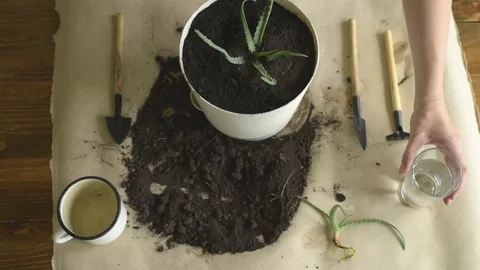 Watering a sprout of aloe vera Stock Footage