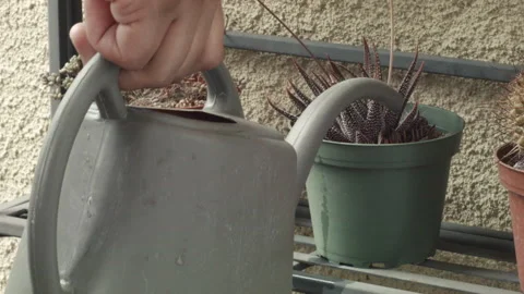 Watering a Succulent Stock Footage 130681833