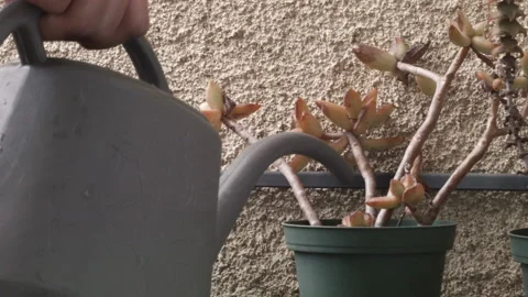 Watering a Succulent Video stock 130681925