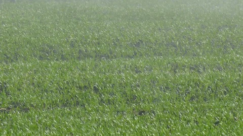 Watering System Stock Footage 98974588