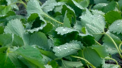 Watering system inside the greenhouse. Irrigation process in hothouse. Stock Footage 136484151