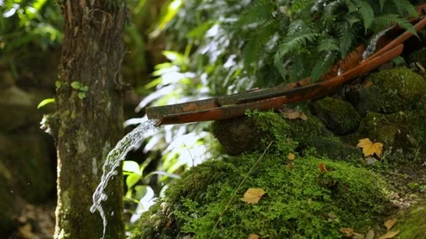 Watering System In The Jungle. Close Up Stock Footage 123702081