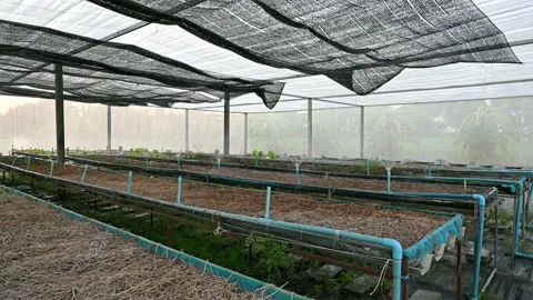 Watering system on organic lettuce plot Stock Footage 163523230
