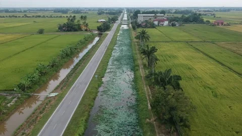 Watering System at Paddy Field Stock Footage 146171221