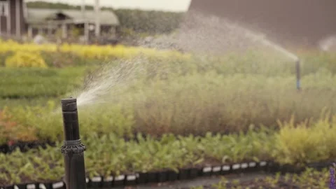 Watering system sprays water on rows of plants 스톡 동영상 251828025